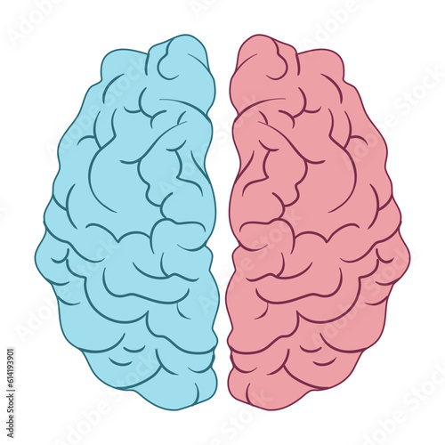 human brain model