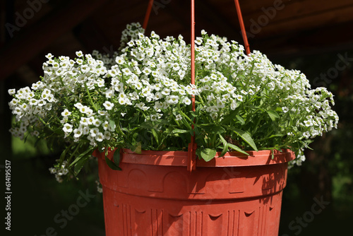 White flowers. Alyssum of the sea, or lobularia of the sea. A garden plant in a flower pot under the roof of the house.