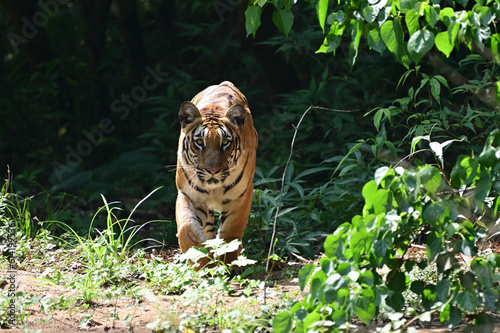 The Royal Bengal tiger is a population of the Panthera tigris tigris subspecies and the nominate tiger subspecies. It ranks among the biggest wild cats alive