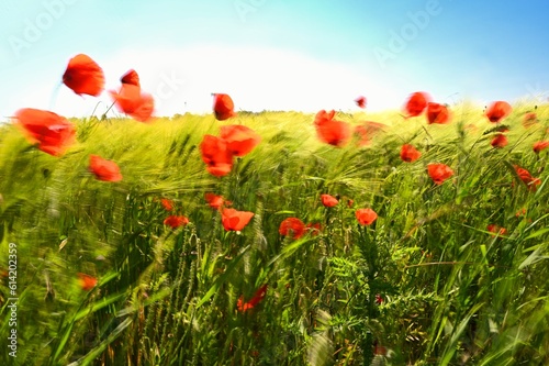 Fototapeta Naklejka Na Ścianę i Meble -  Beautiful red poppies in the field in the wind. Blurred motion art photography. Beautiful summer nature background with red flowers.