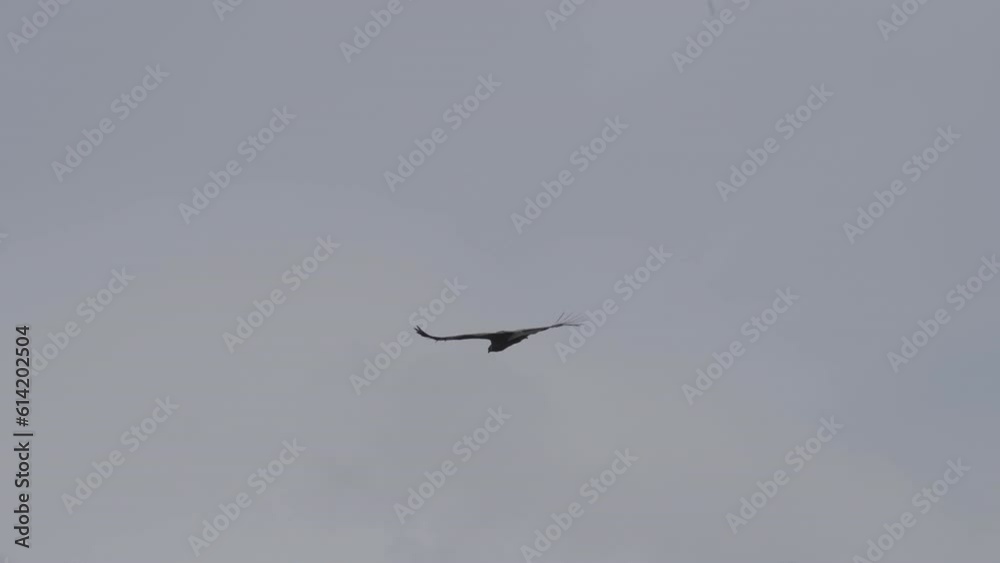 Andean condor, Vultur gryphus, the largest flying birds in the world, majestically soaring over the Colca Canyon in Peru, the deepest gorge on the planet. Andean condor, Vultur gryphus, the largest flying birds in the world, majestically soaring over the Colca Canyon in Peru, the deepest gorge on the planet.