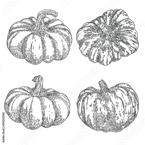 Pumpkin set, symbol of harvest and Thanksgiving Day season. Pumpkin or gourd for basket decoration set. Holiday Autumn festive drawing. Hand drawing sketch for celebration of fall. Vector. photo