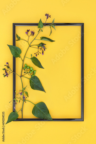 Foto Deadly Nightshade plant with flowers and green berries with black frame on yellow background