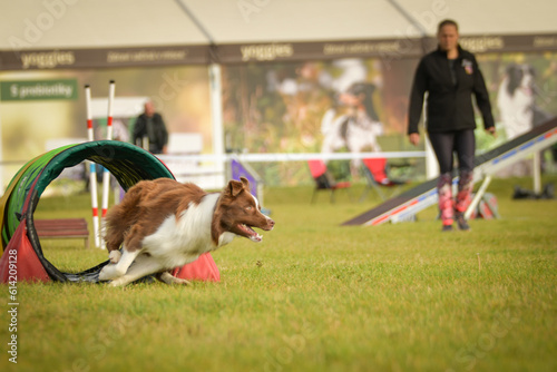 Photography Dog is running in agility tunel