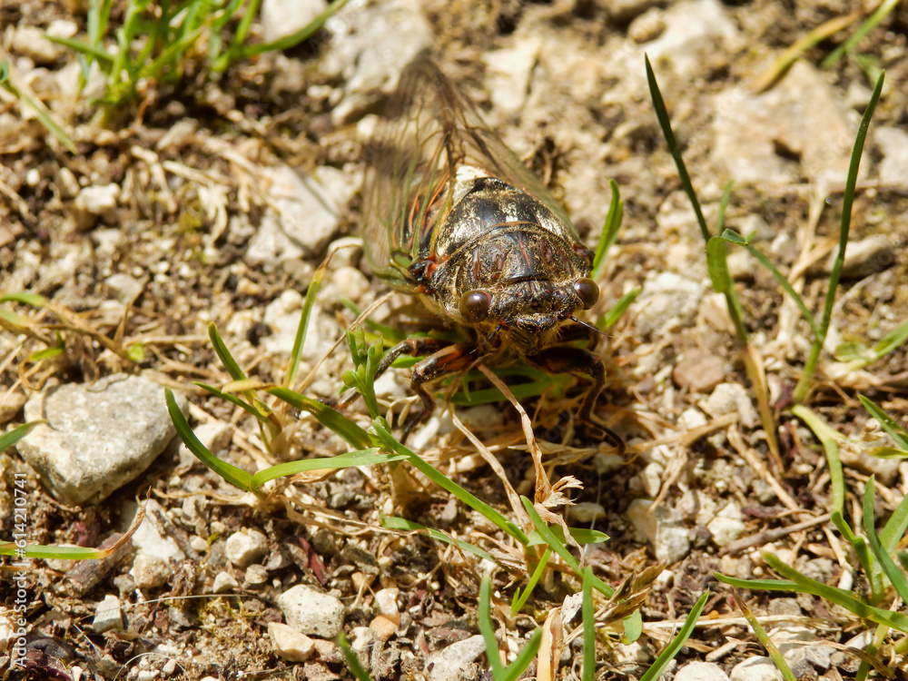 Male European Cicada (Lyristes plebejus) found in the Dordogne, France. This is the largest cicada to be found in France and is known as the Great Cicada
