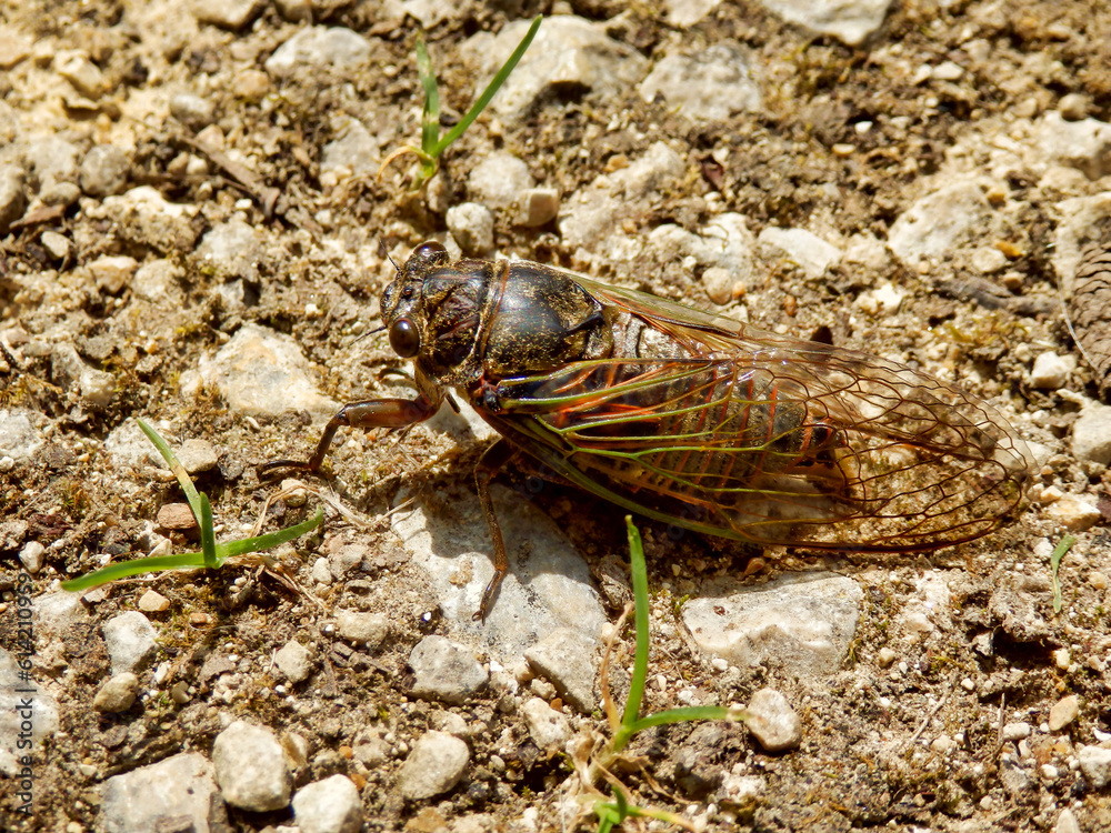 Male European Cicada (Lyristes plebejus) found in the Dordogne, France