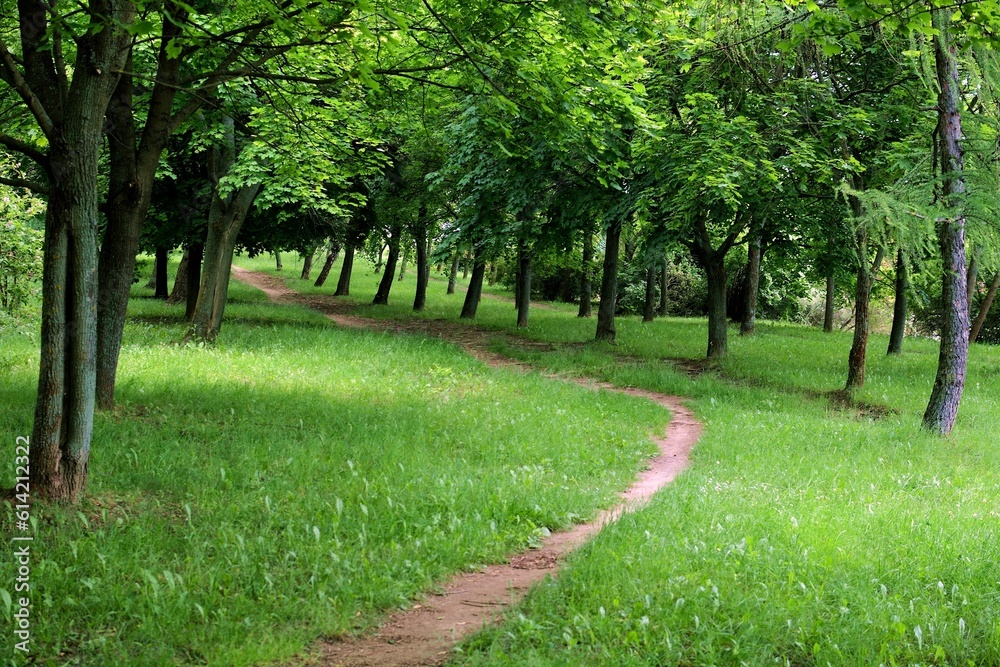 An old, 45-year-old path leading through a meadow and forest, often frequented
An old, 45-year-old path leading through a meadow and forest, often frequented