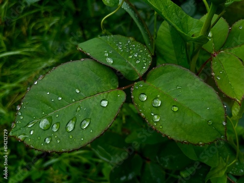 rain drops on a leaf