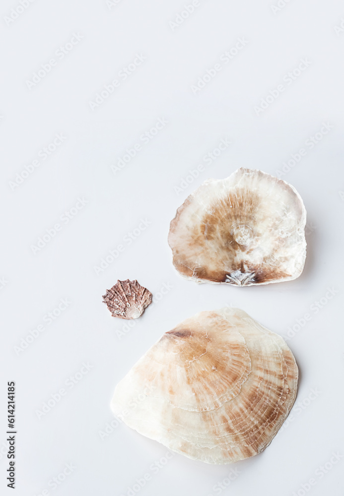 Seashells aesthetic. Minimalistic still life of sea shells. Seashells aesthetic. Minimalistic still life of sea shells.