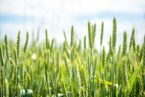 Ears of green wheat in the wheat field