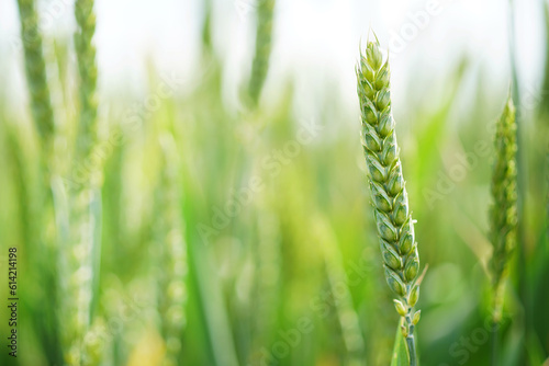 Green wheat ear, background
