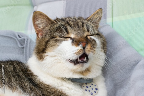 Domesticated cat with runny nose, suffering with cold, allergy or rhinitis . Animal health problem.