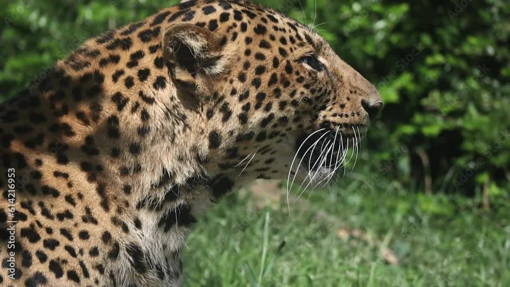 Javan Leopard Yawning in Zoo. Tired Panthera Pardus Melas Outside in Zoological Garden. Javan Leopard Yawning in Zoo. Tired Panthera Pardus Melas Outside in Zoological Garden.