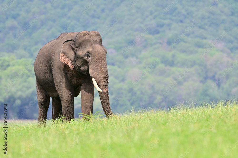 The Asian elephant is the largest land mammal on the Asian continent. They inhabit dry to wet forest and grassland habitats in  countries spanning South and Southeast Asia.
