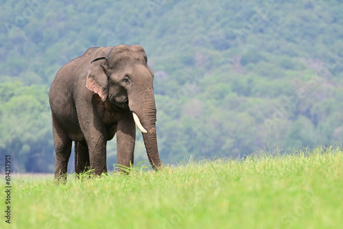 The Asian elephant is the largest land mammal on the Asian continent. They inhabit dry to wet forest and grassland habitats in  countries spanning South and Southeast Asia.