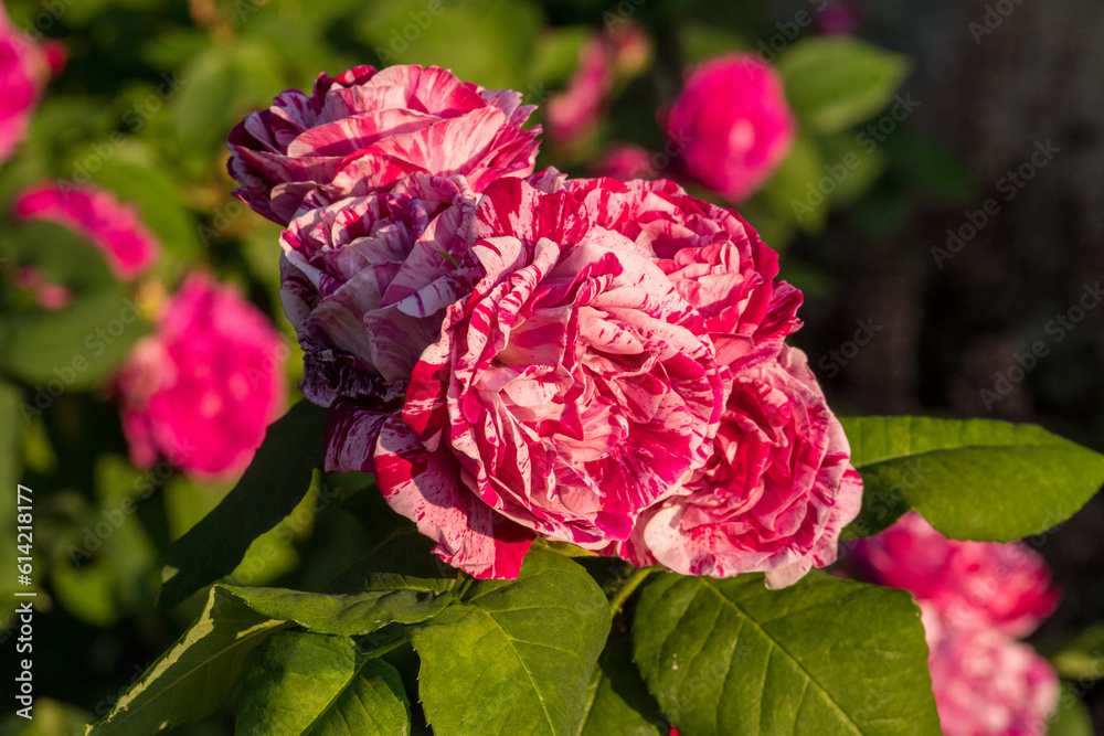 Fototapeta premium Rosa Gallica