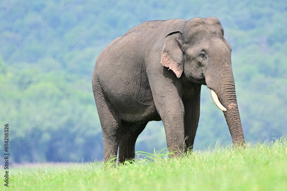 The Asian elephant is the largest land mammal on the Asian continent. They inhabit dry to wet forest and grassland habitats in  countries spanning South and Southeast Asia.