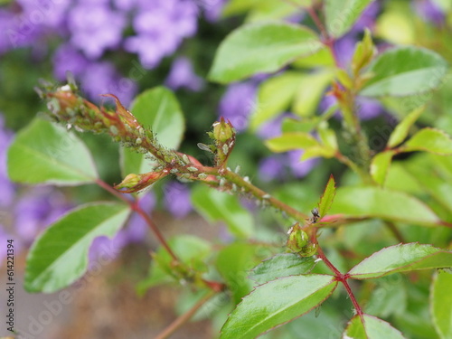 Fototapeta Naklejka Na Ścianę i Meble -  Mszyce