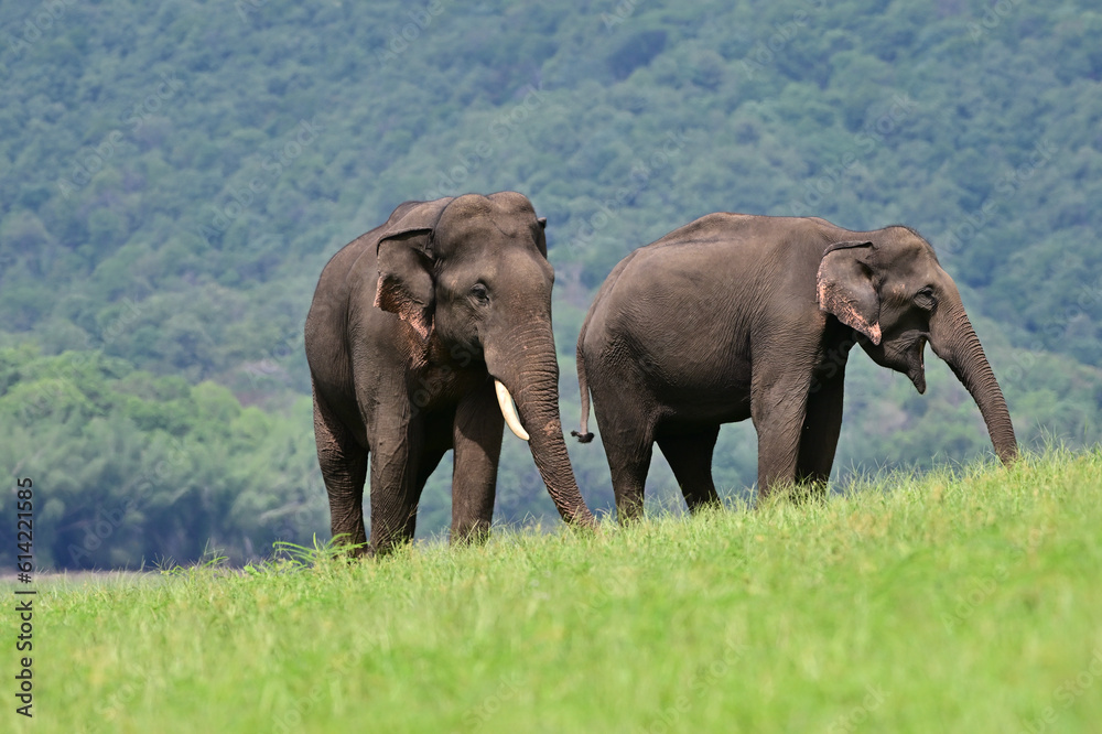 The Asian elephant is the largest land mammal on the Asian continent. They inhabit dry to wet forest and grassland habitats in countries spanning South and Southeast Asia.