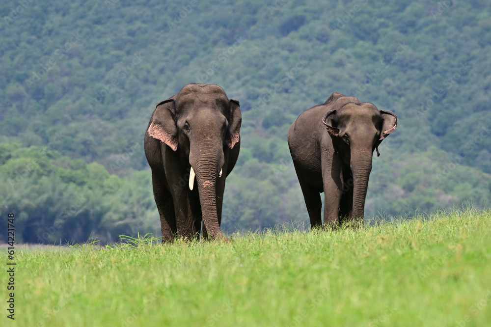 Obraz premium The Asian elephant is the largest land mammal on the Asian continent. They inhabit dry to wet forest and grassland habitats in countries spanning South and Southeast Asia.