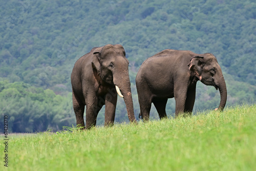 The Asian elephant is the largest land mammal on the Asian continent. They inhabit dry to wet forest and grassland habitats in countries spanning South and Southeast Asia.