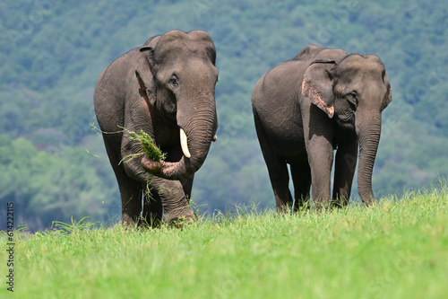 The Asian elephant is the largest land mammal on the Asian continent. They inhabit dry to wet forest and grassland habitats in countries spanning South and Southeast Asia.