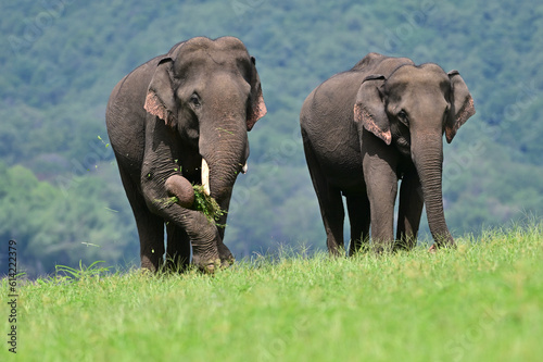 The Asian elephant is the largest land mammal on the Asian continent. They inhabit dry to wet forest and grassland habitats in countries spanning South and Southeast Asia.