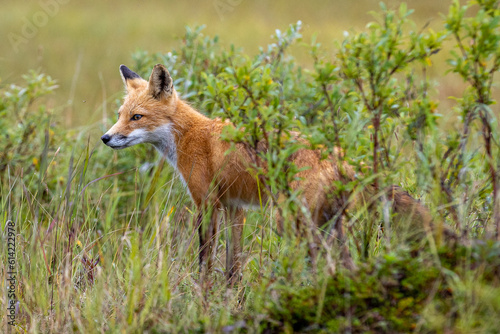 Wild red fox in Alaskan tundra. Green grass in nature.