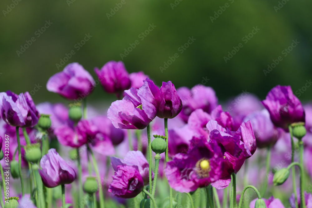 Field of purple poppies in Germany. Flowers and seedhead. Poppy sleeping pills, opium. Field of purple poppies in Germany. Flowers and seedhead. Poppy sleeping pills, opium.
