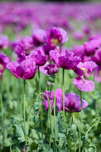 Field of purple poppies in Germany. Flowers and seedhead. Poppy sleeping pills  opium.