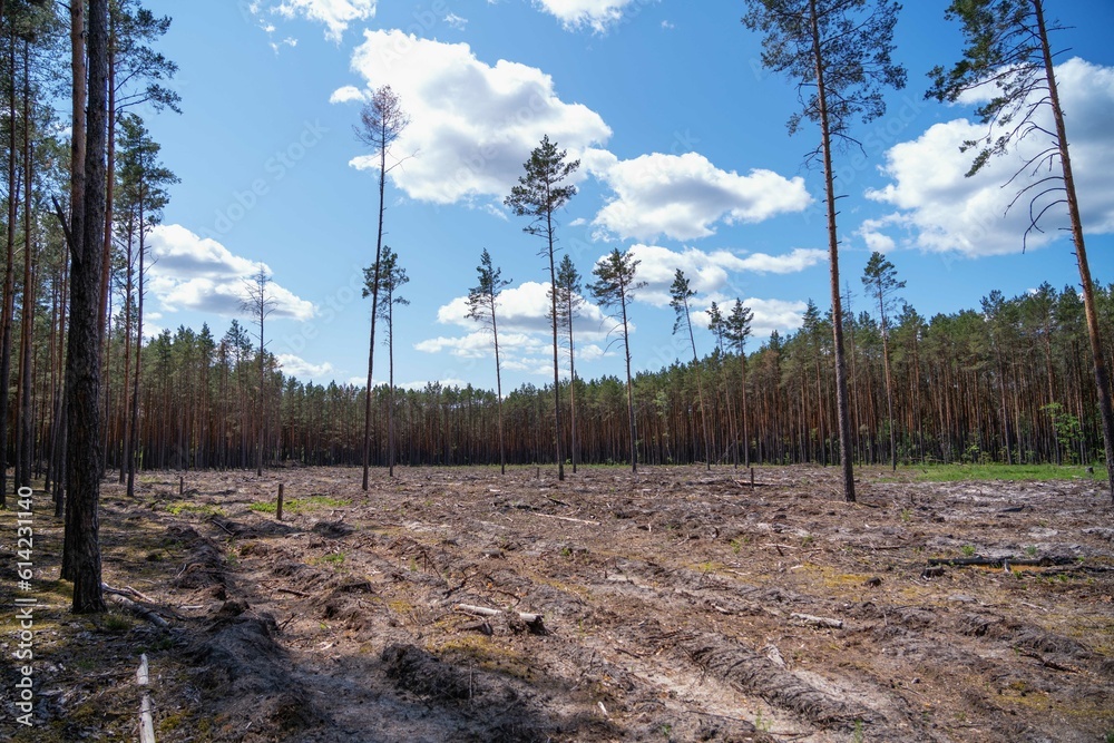 Empty field after Illegal deforestation with tree stumps, timber logging, Lumber industry, woodworking industry, global warming, and climate change