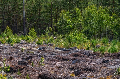 Empty field after Illegal deforestation with tree stumps, timber logging, Lumber industry, woodworking industry, global warming, and climate change