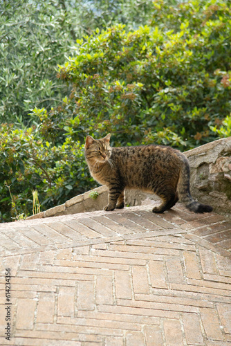 The cat of Northern Italy
