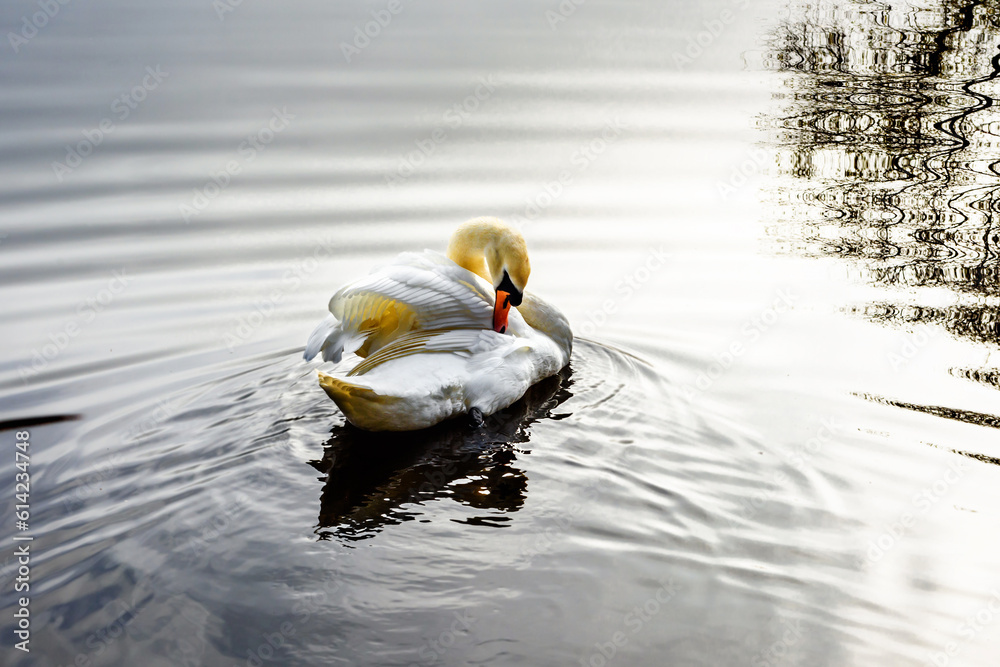 Mute swan is cleaning up on lake surface in Capstone farm country park.