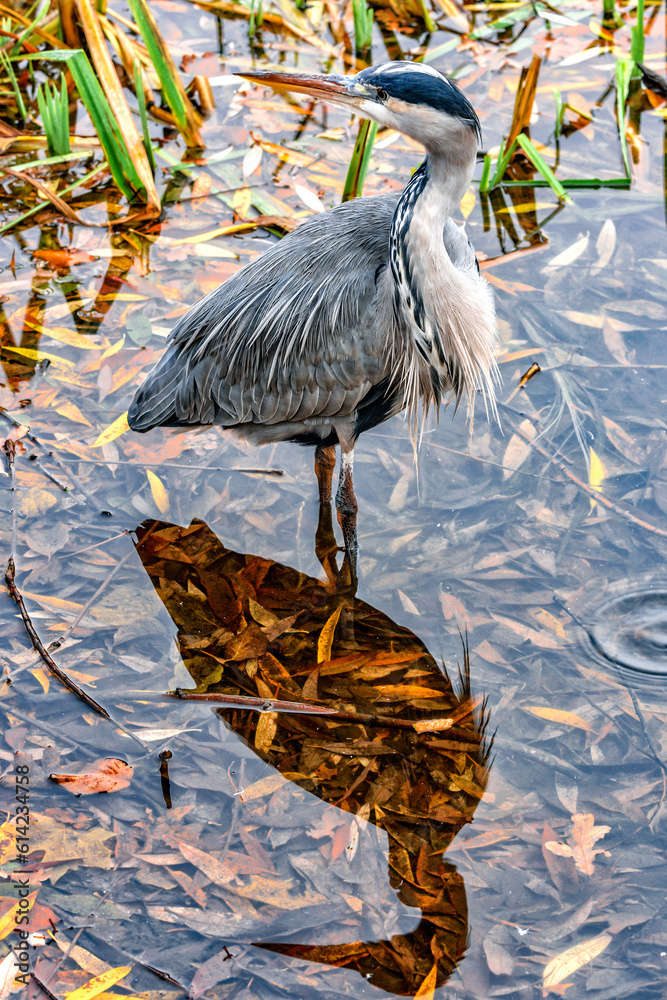 Grey heron and its shadow on water surface
