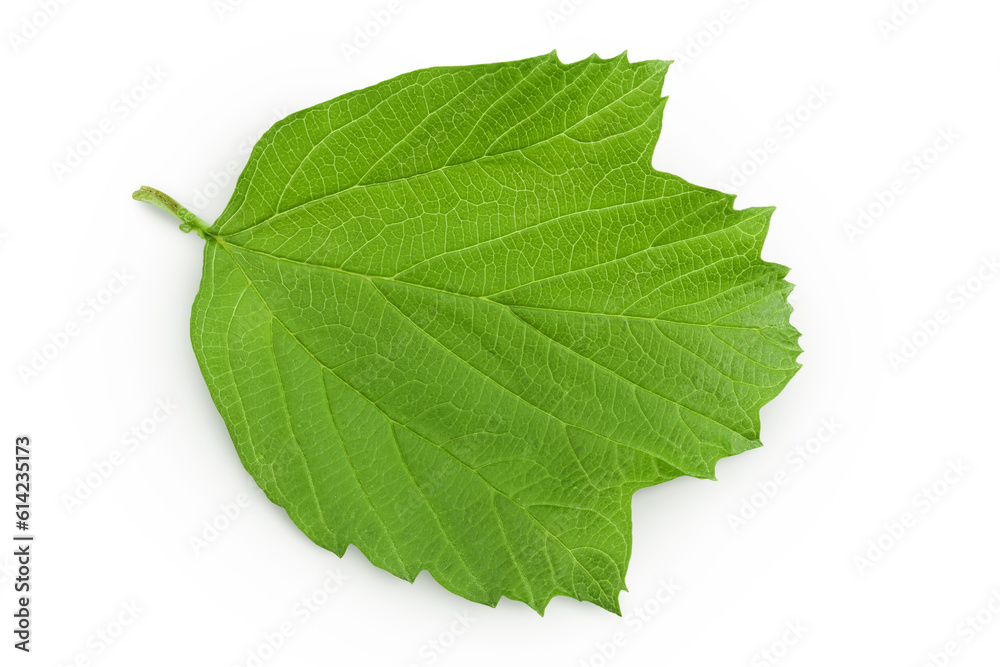 Obraz premium Green Viburnum leaf isolated on white background