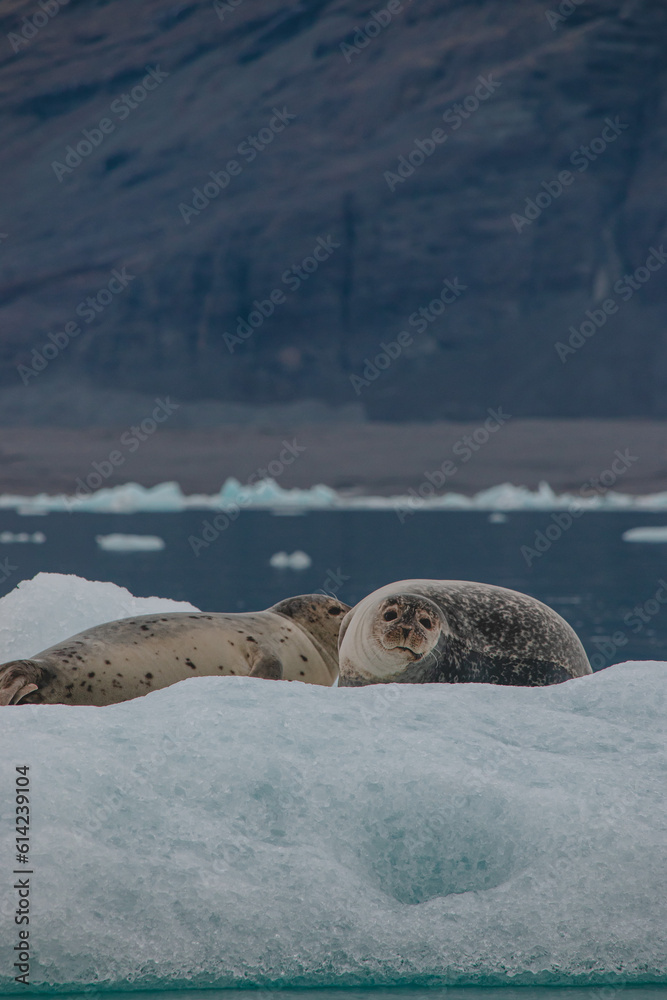 Fototapeta premium Harbor seals (Phoca vitulina) relaxing on the ice at Jökulsárlón Glacier Lagoon, Iceland 2023