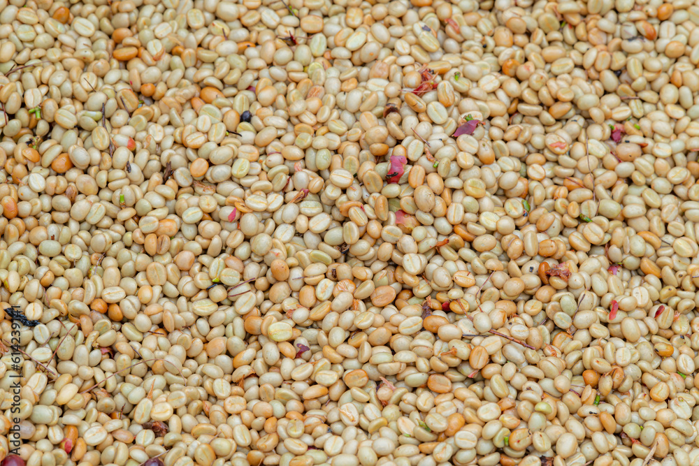 Fruit, coffee and fresh coffee beans, coffee, berries in fermentation and washing, wet processing method. Fruit, coffee and fresh coffee beans, coffee, berries in fermentation and washing, wet processing method.