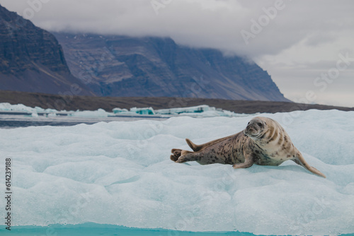 Grey seal (Halichoerus grypus) on the ice at Jökulsárlón Glacier Lagoon, Iceland 2023 photo