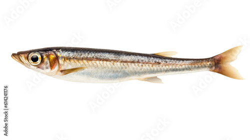 Anchovy isolated on transparent or white background, png