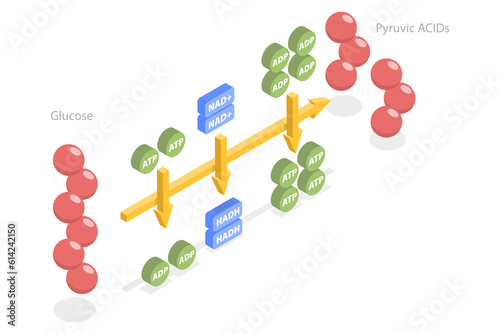 3D Isometric Flat  Conceptual Illustration of Glycolysis photo