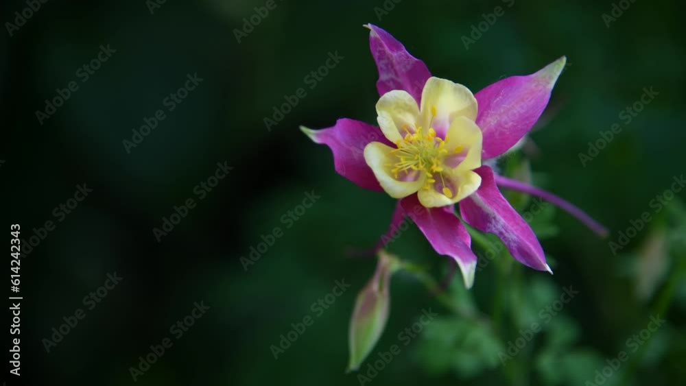Close-up view of red and yellow Aquilegia × hybrida (columbine, elven ears or Coville's columbine) flower swaing on wind. Copy space. Soft focus. Real time video. Ornamental plants theme Close-up view of red and yellow Aquilegia × hybrida (columbine, elven ears or Coville's columbine) flower swaing on wind. Copy space. Soft focus. Real time video. Ornamental plants theme