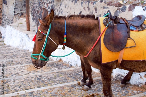 Profile of a standing brown donkey with a saddle and a muzzle waiting for a passenger