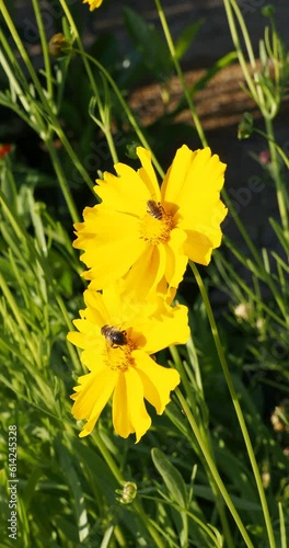 Clumps of Coreopsis grandiflora or largeflowers tickseed with bright radiant yellow petals around a dark center disc on tall erect stems attrative to bees and other insects photo