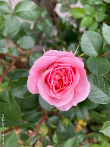 Lovely pink rose up close on a green leaves background