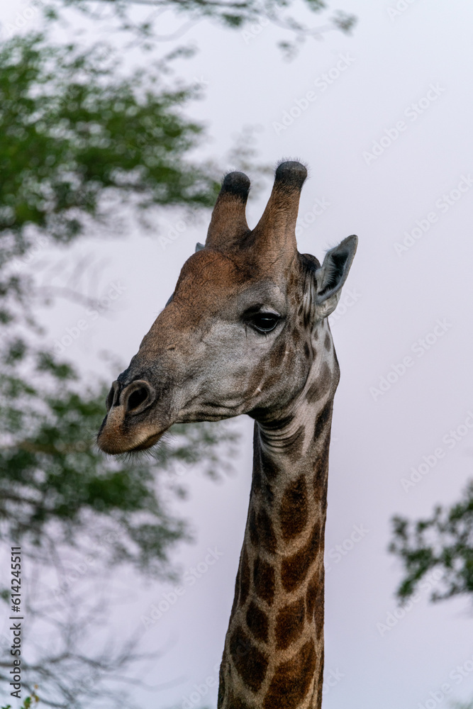 Fototapeta premium Portrait of a wild South African Giraffe hiding behind a bush close to Kruger National Park in South Africa.
