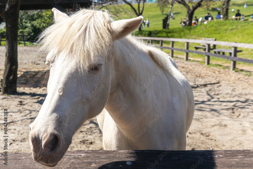 Obraz premium 牧場の馬