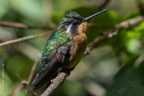 White-throated Mountain-gem (Lampornis castaneoventris) in Monteverde, Costa Rica.
