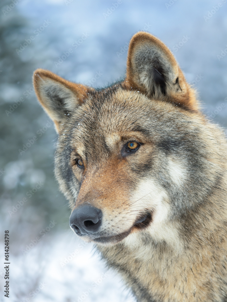 portrait of a gray wolf in the forest