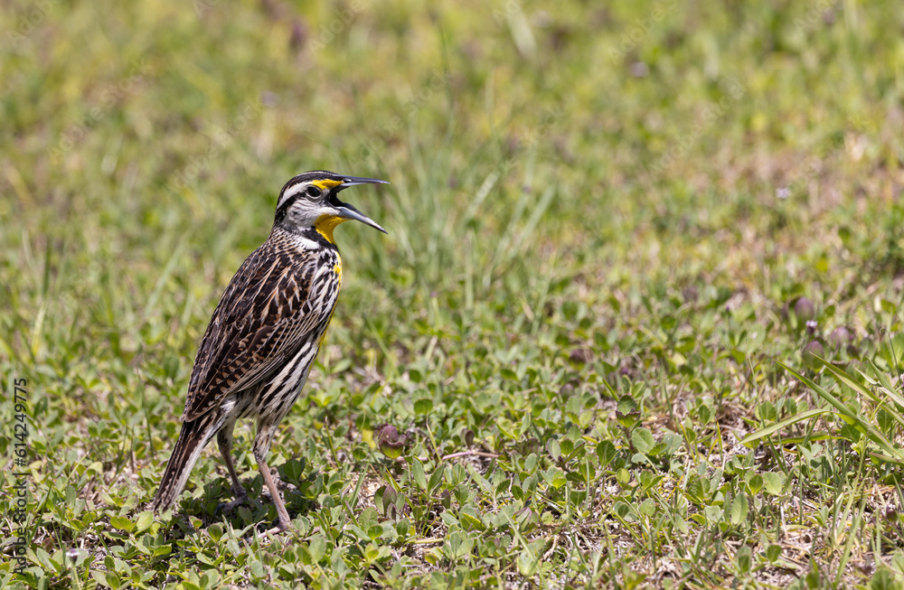 Bird en el patio